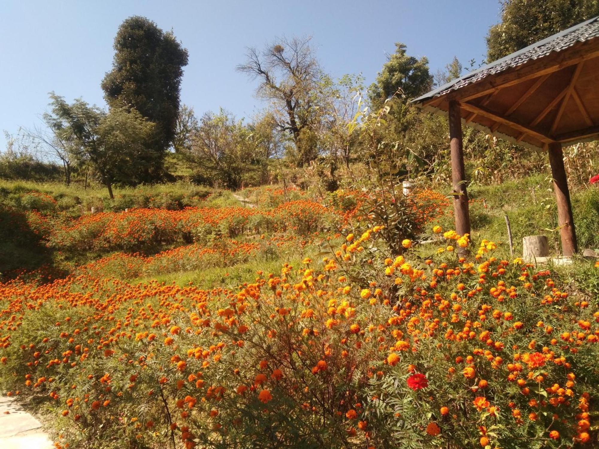 Francolin Lodge-Farmstay @ Darima マックトシュワー エクステリア 写真